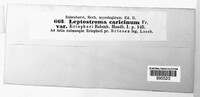 Lophodermium caricinum image